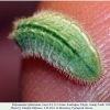 polyommatus rjabovi talysh larva4e